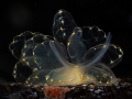   Cyerce elegans  